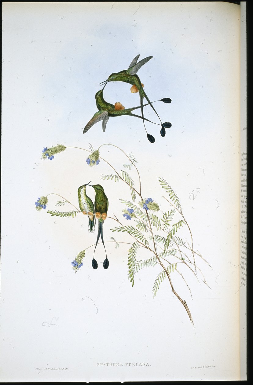 Coda a racchetta peruviana (Spathura peruana) da John (after) Gould