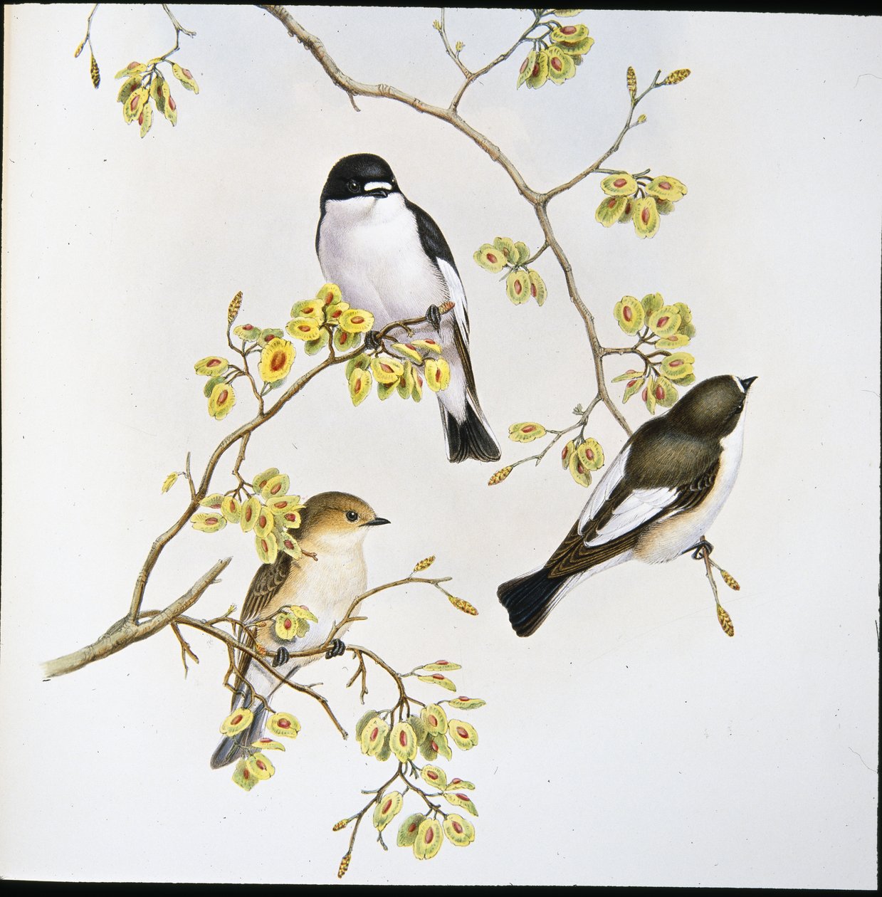 Balia nera (Muscicapa Atricapilla) da John (after) Gould