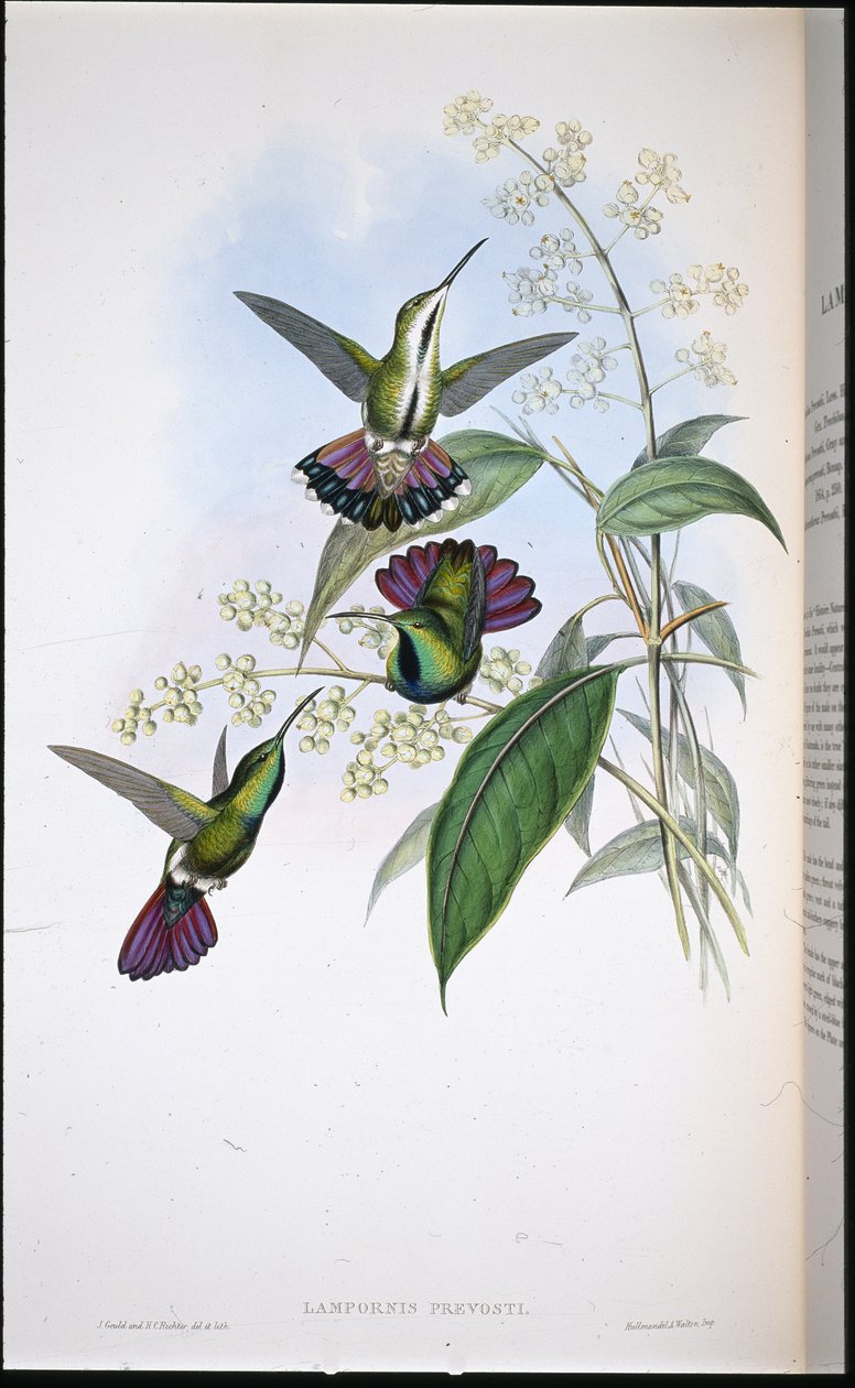 Mango di Prevot (Lampornis Prevosti) da John (after) Gould