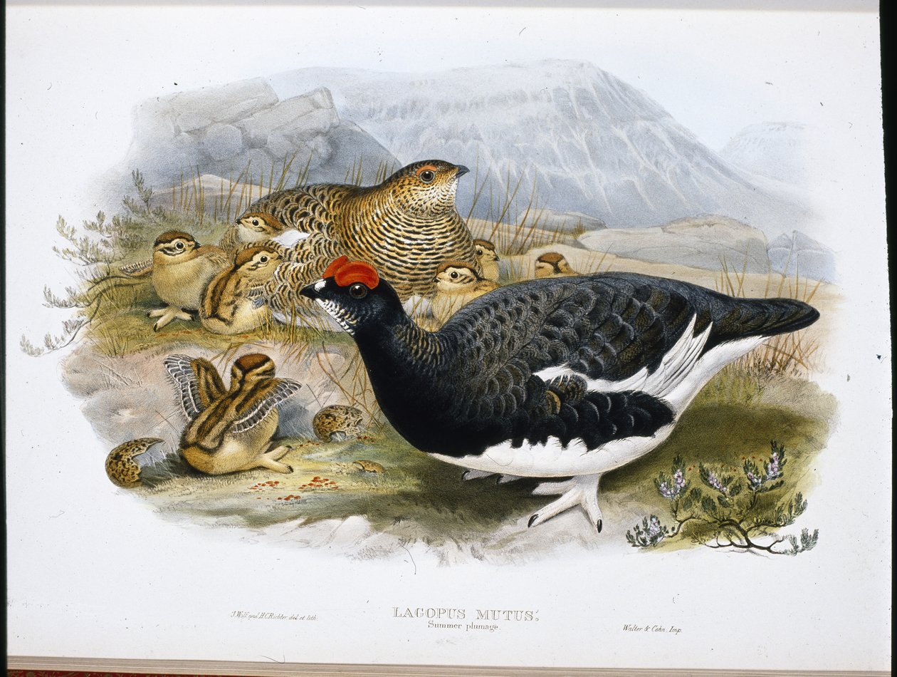 Pernice bianca (Lagopus Mutus) da John (after) Gould