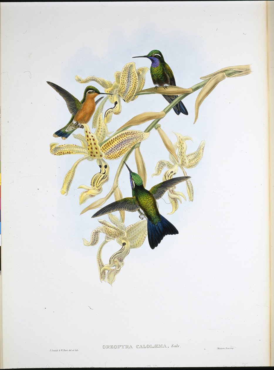 Colibrì dalla gola viola (Oreopyra Calolaema) da John (after) Gould