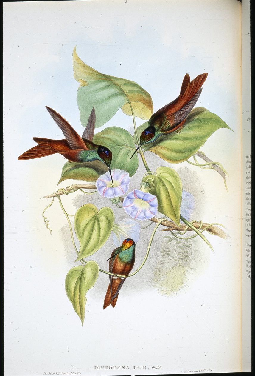 Arcobaleno (Diphogena Iris) da John (after) Gould