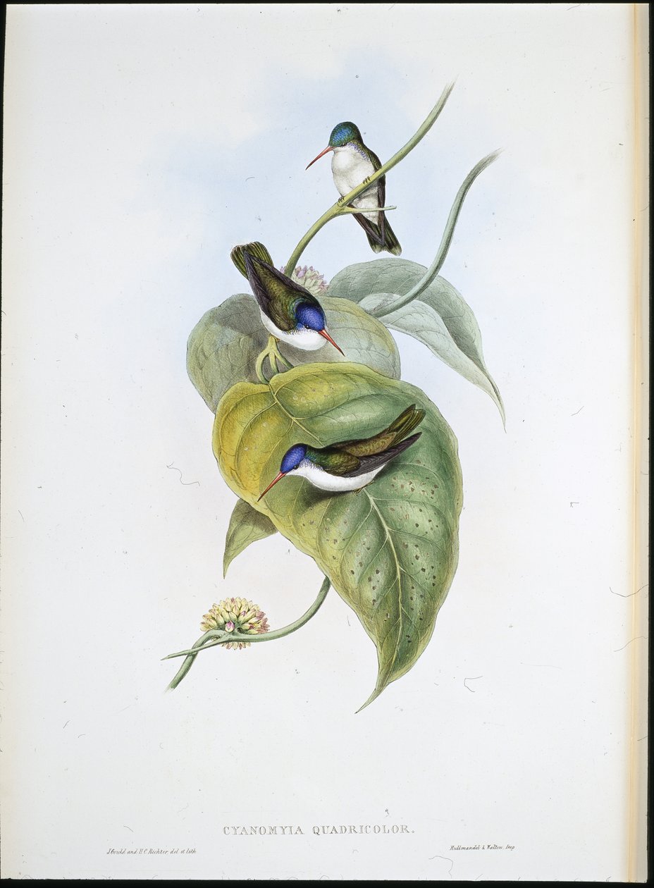 Corona azzurra dal becco rosso (Cyanomyia Quadricolor) da John (after) Gould