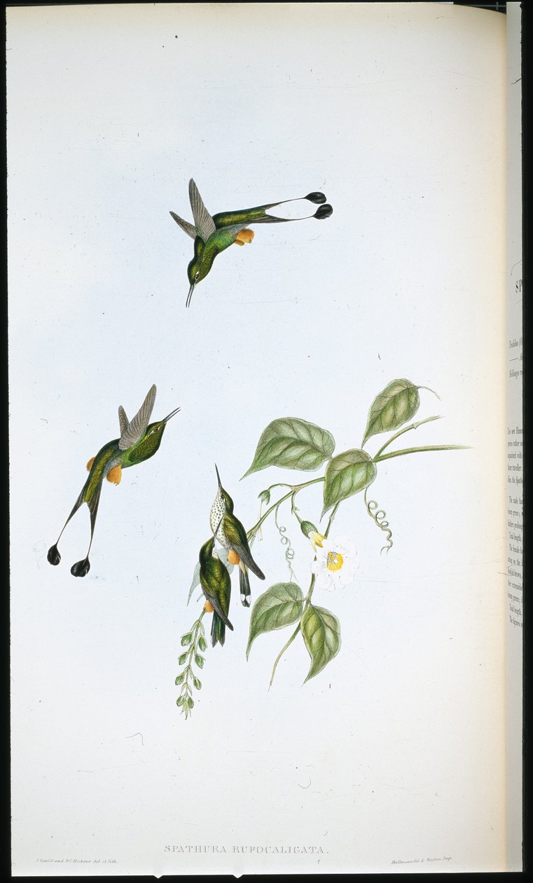 Coda a racchetta con stivali rossi da John (after) Gould