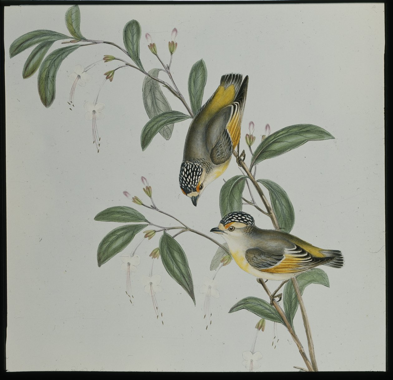 Pardalote dalla gola rossa (pardalotus rubricatus) da John (after) Gould