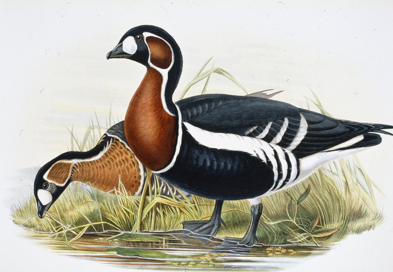 Oca dal petto rosso (Bernicla Ruficollis) da John (after) Gould