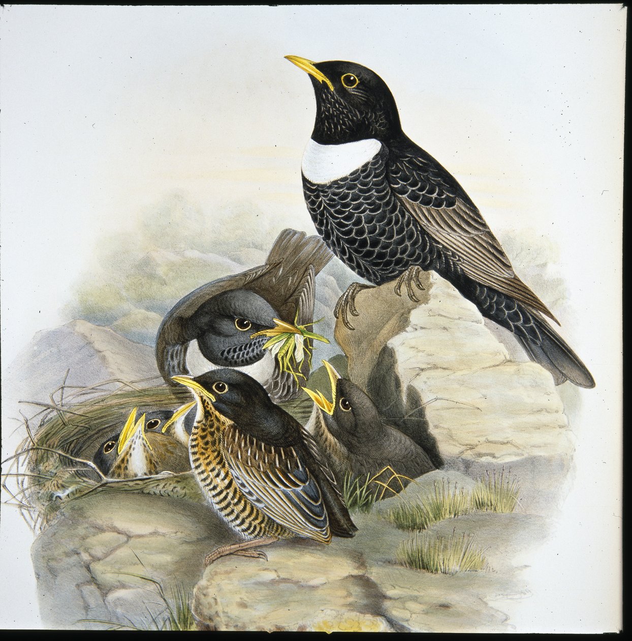 Merlo dal collare (Mer Ulatorquata) da John (after) Gould
