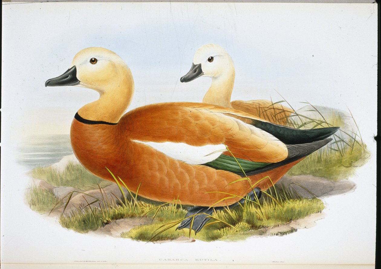 Casarca (Casaraca Rutila) da John (after) Gould