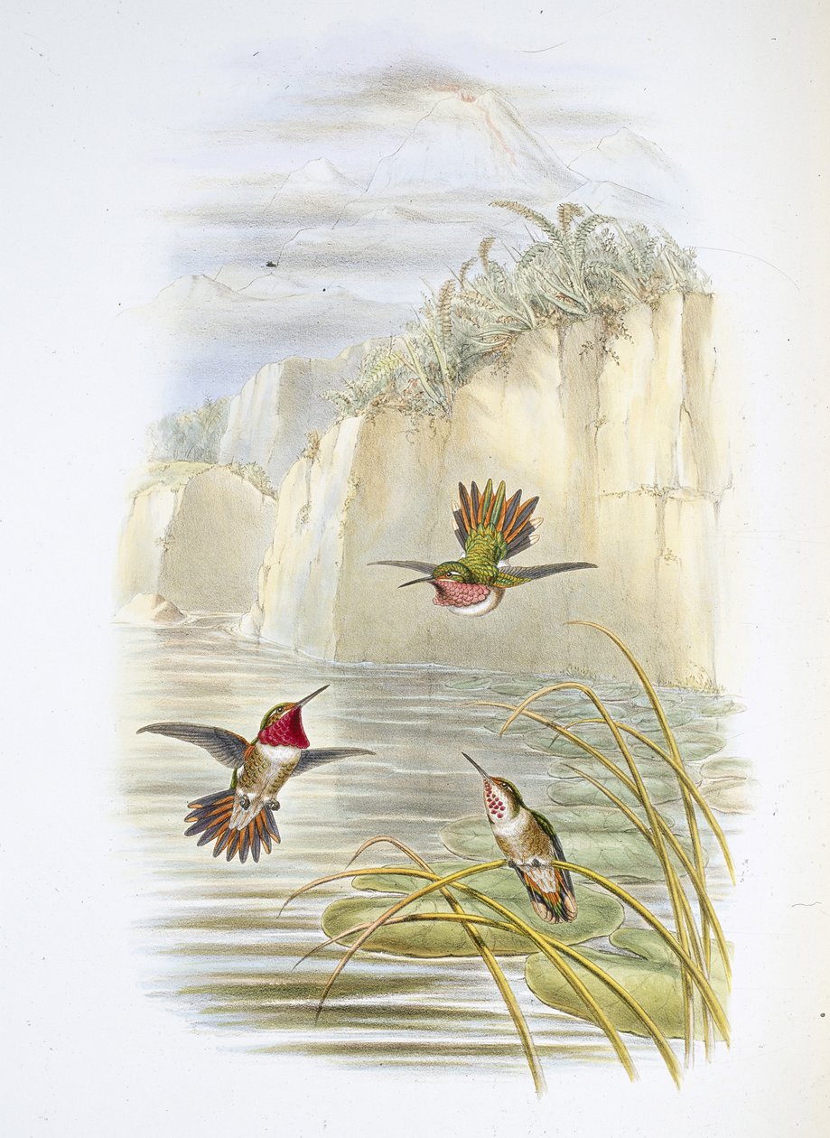 Portatore di fiamma di Salvin da John (after) Gould