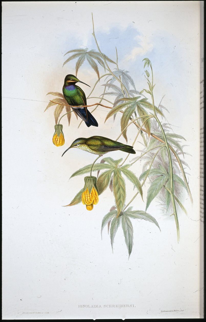 Colibrì di Schreiber (Ionolaima Schreibersi) da John (after) Gould