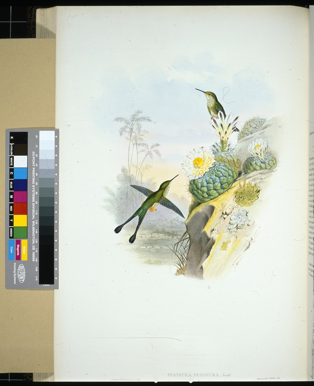 Coda a forbice (spathura scissiura) da John (after) Gould