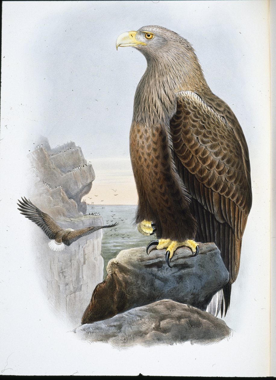 Aquila di mare (Haliaetus Albicilla) da John (after) Gould