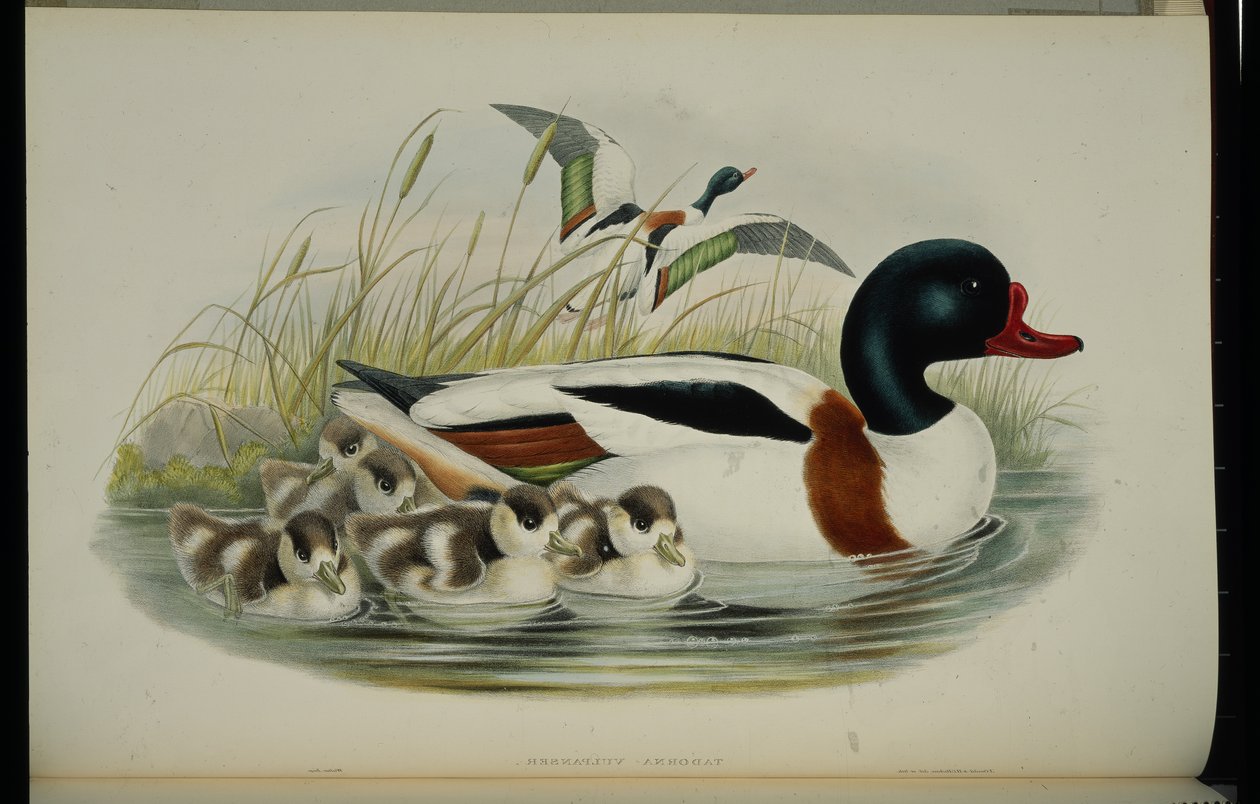Volpoca (Tadorna Vulpanser) da John (after) Gould