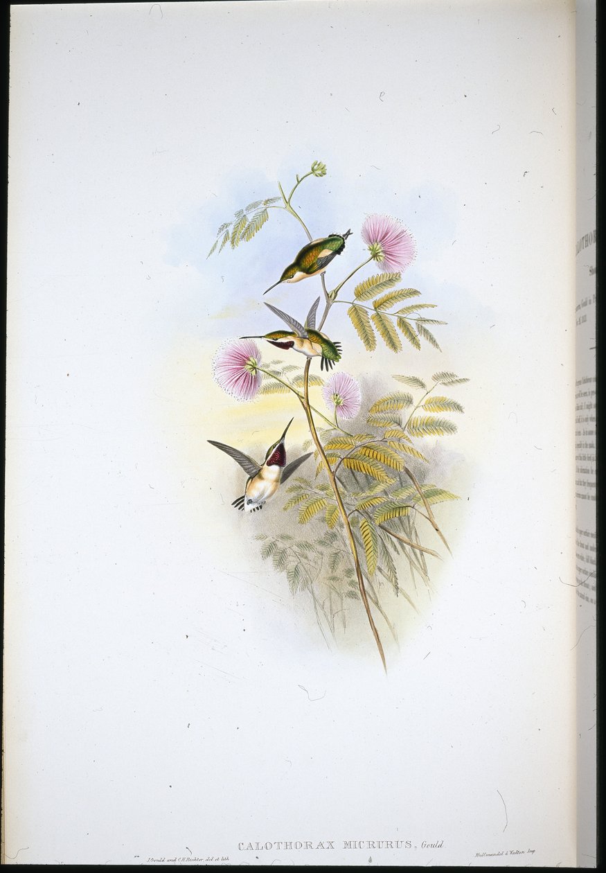 Stella del legno dalla coda corta da John (after) Gould