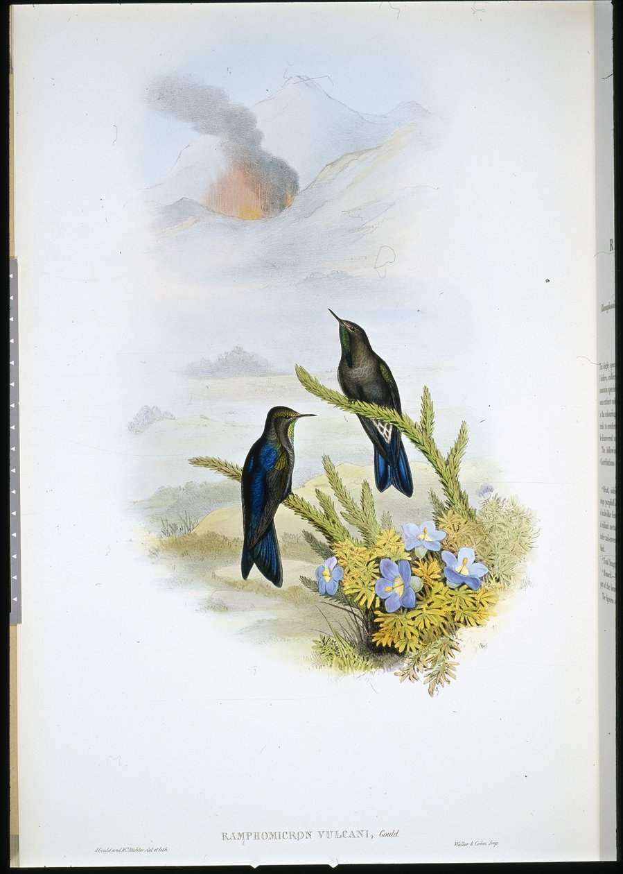 Becco a spina meridionale (Ramphomicron Vulcani) da John (after) Gould