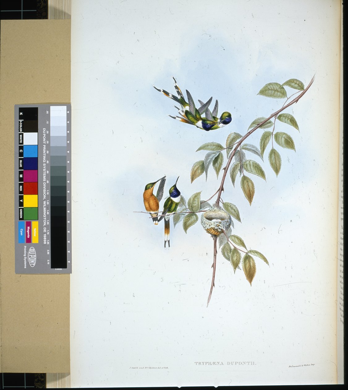 Coda scintillante (tryphaena dupontii) da John (after) Gould