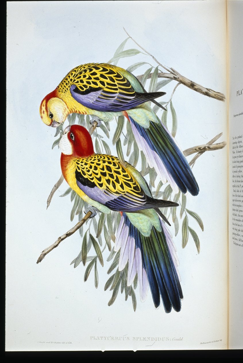 Parrocchetto splendido (palatycercus Splendidus) da John (after) Gould