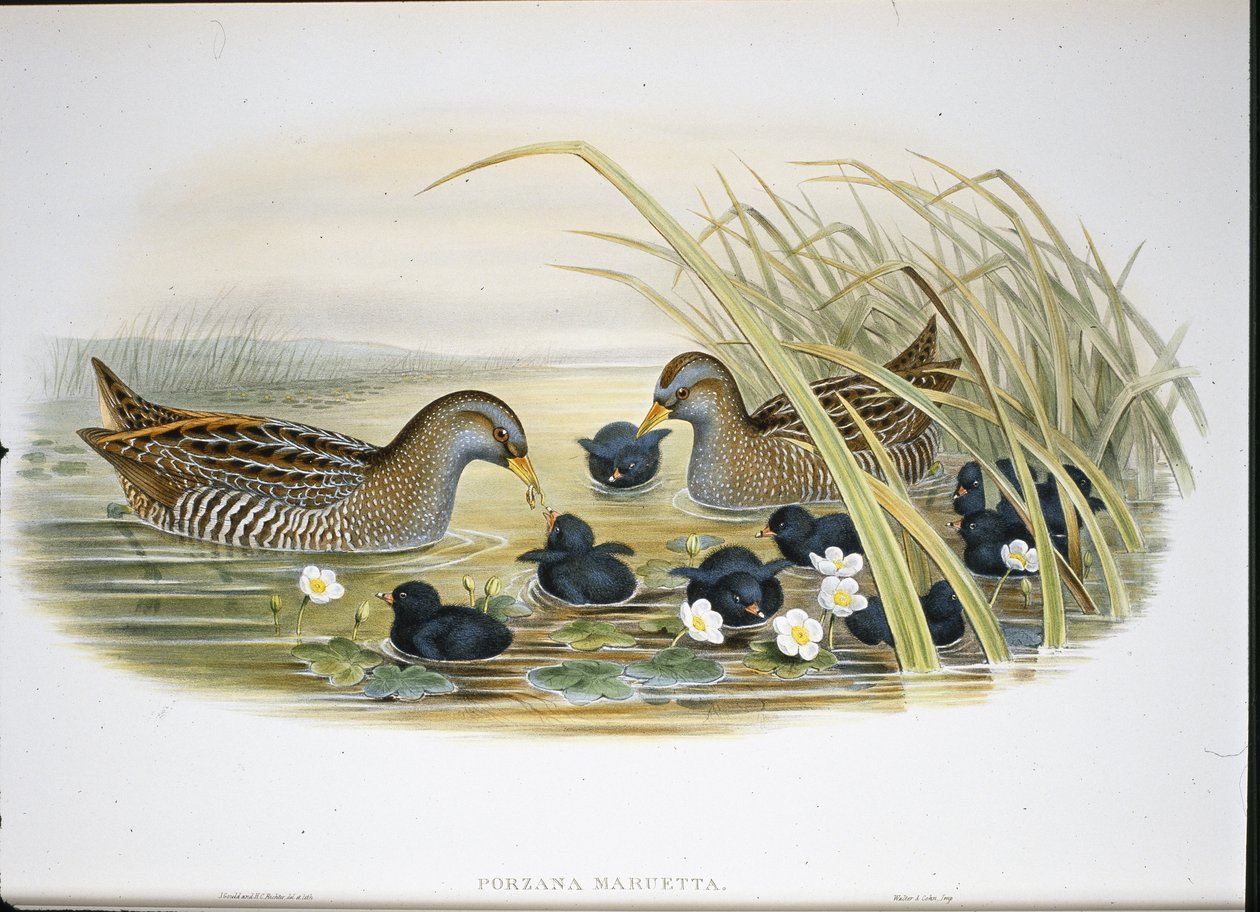 Schiribilla grigia (Porzana Maruetta) da John (after) Gould