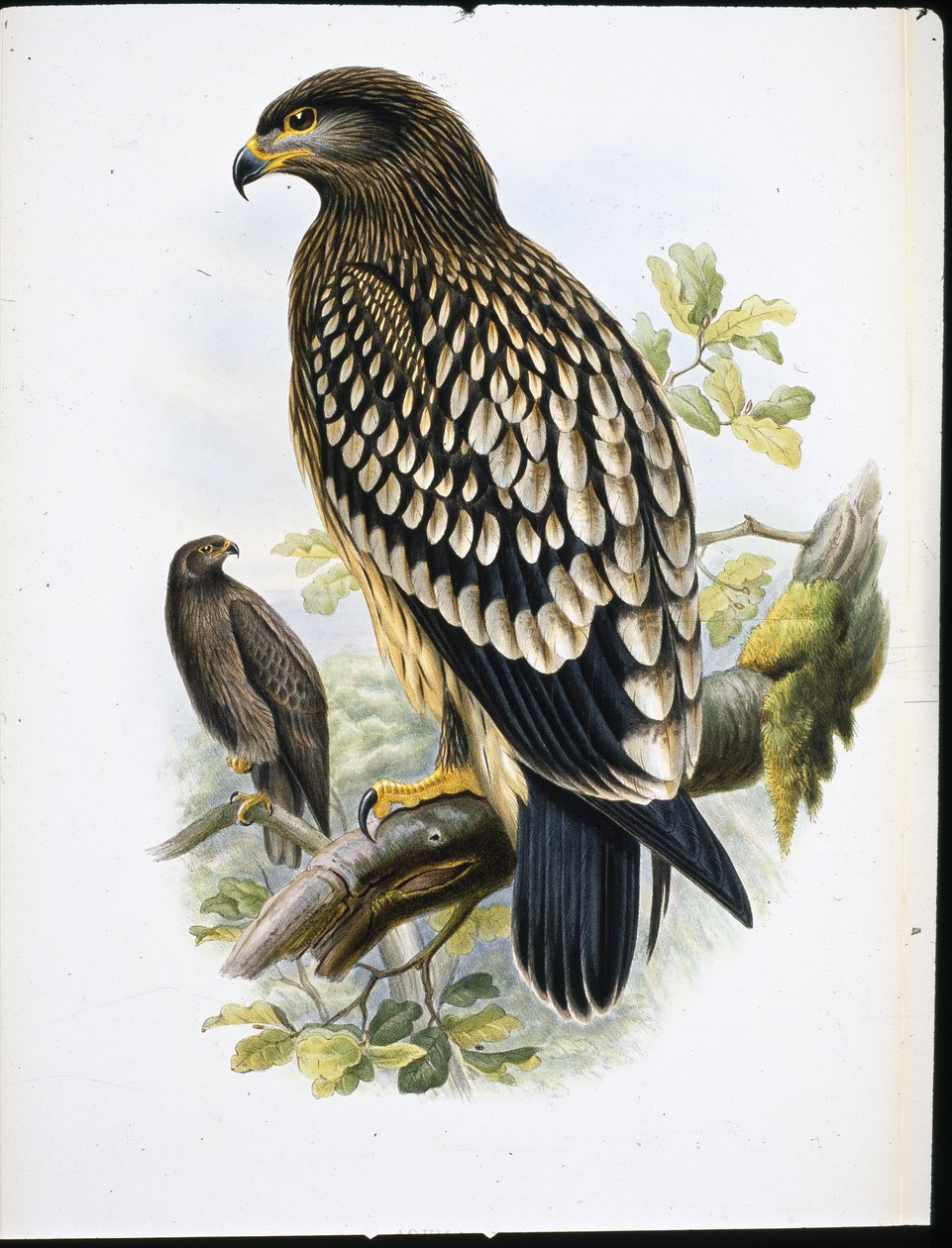 Aquila macchiata (Aquila Naevia) da John (after) Gould