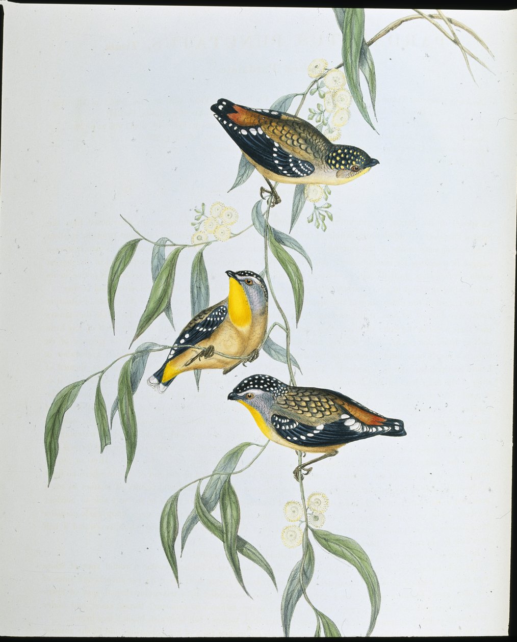 Pardalote maculato (Pardalotus Punctatus) da John (after) Gould