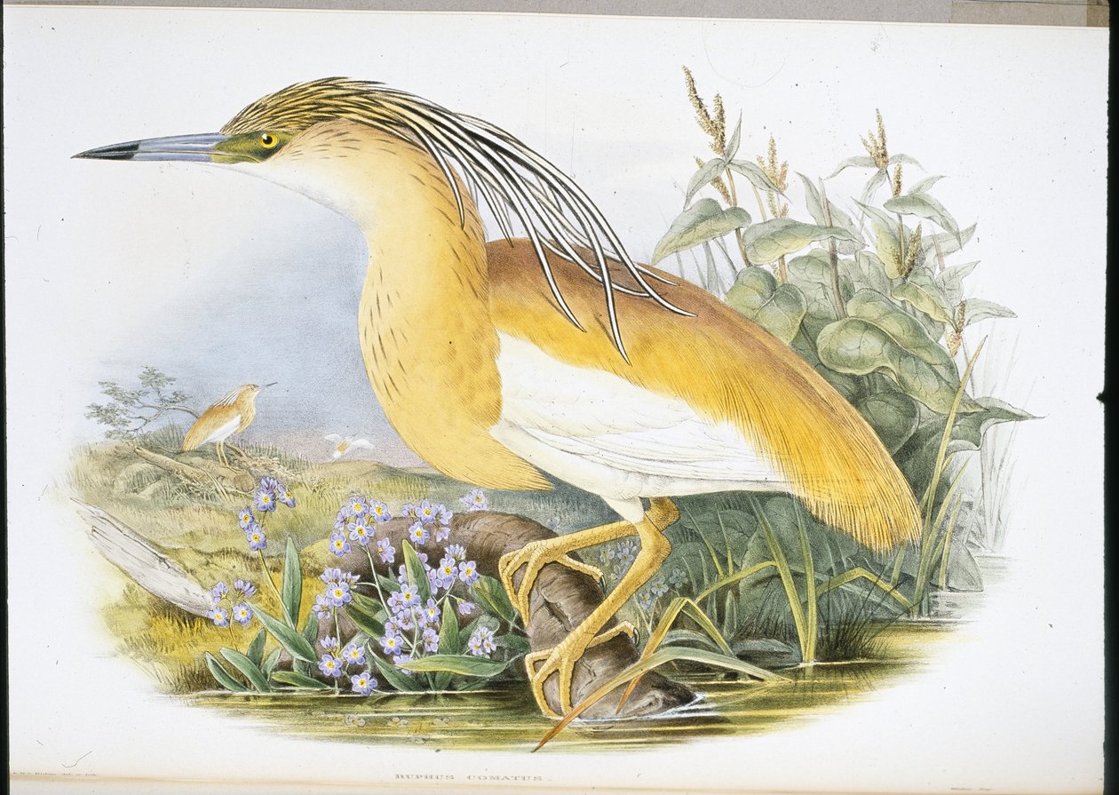 Sgarza ciuffetto (Buphus Comatus) da John (after) Gould