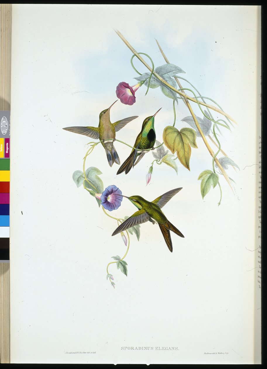 Colibrì di San Domingo (Sporadinus elegans) da John (after) Gould