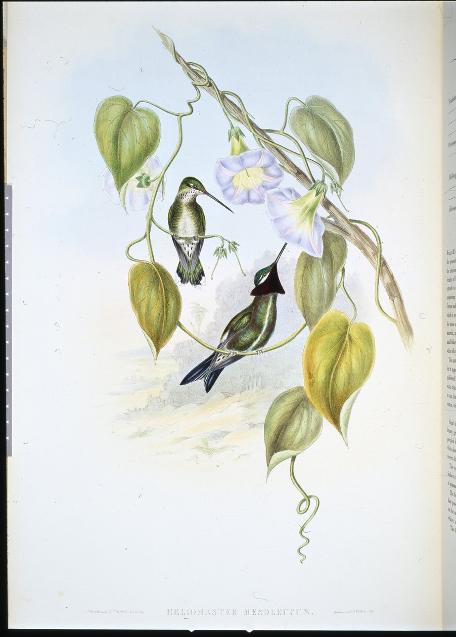 Collo striato da John (after) Gould