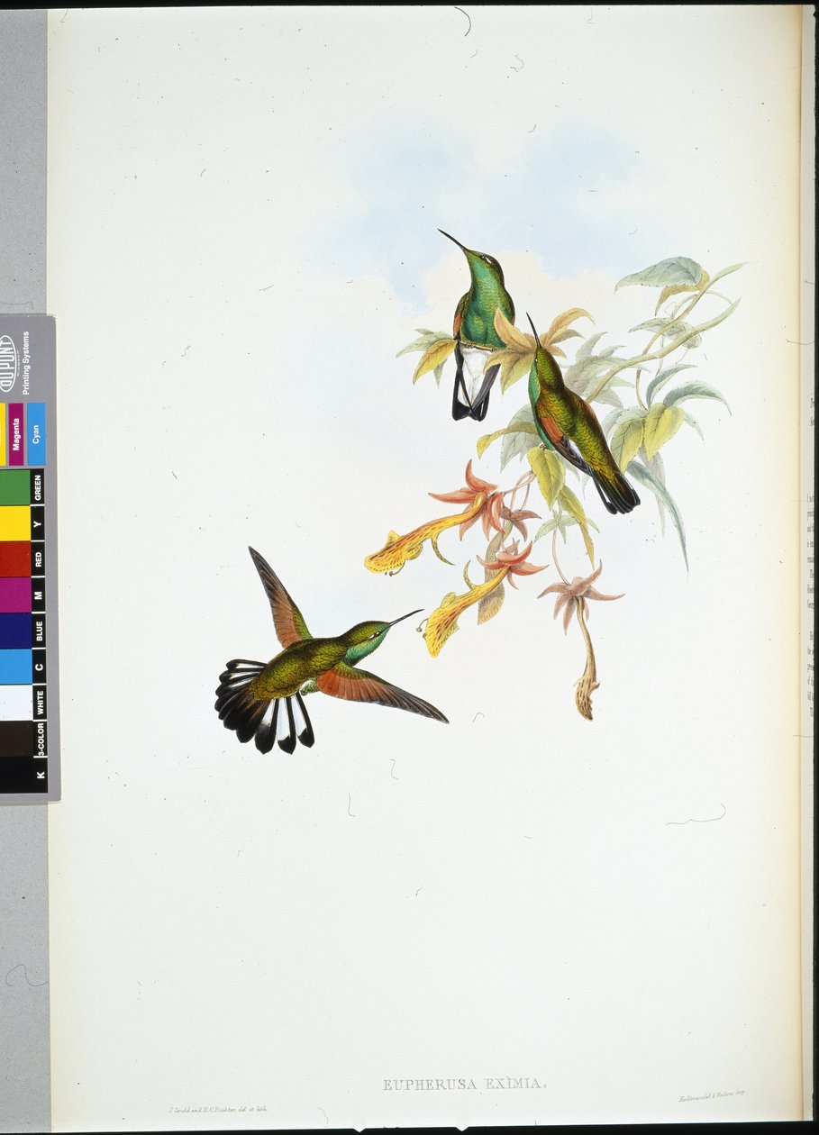 Colibrì dalla coda a strisce (Eupherusa eximia) da John (after) Gould