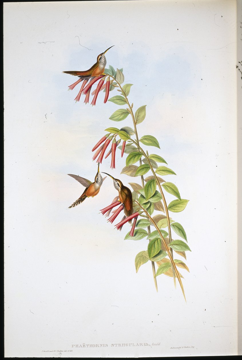 Eremita dalla gola striata (Phaethornis Striigularis) da John (after) Gould
