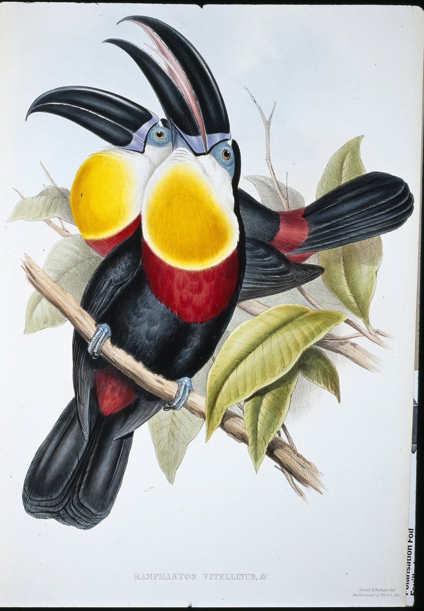 Tucano dal petto bianco e zolfo (Ramphastos vitellinus) da John (after) Gould