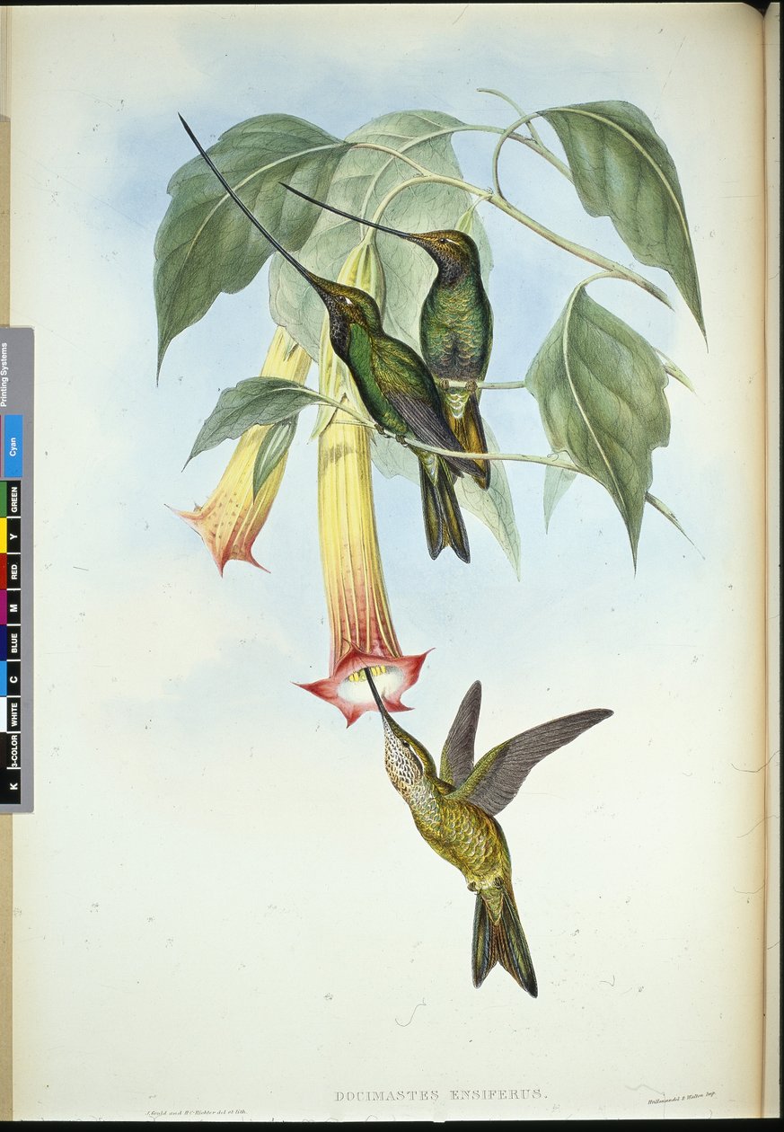 Spada-bill (Docimastes Ensiferus) da John (after) Gould