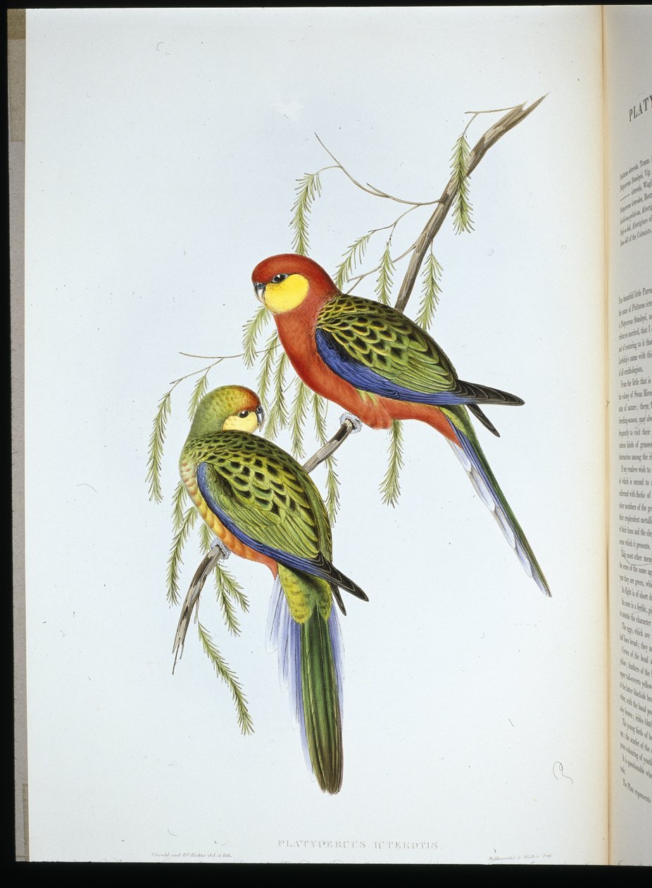 Parrocchetto del conte di Derby (platycercus icterotis) da John (after) Gould