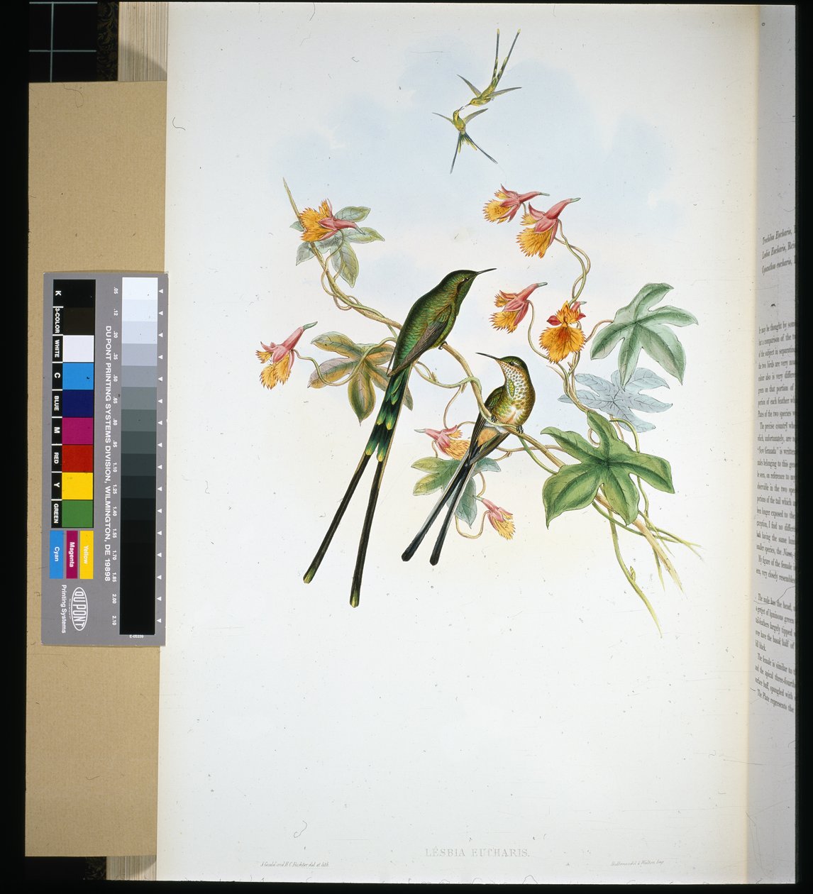 Portatore di treno (lesbia eucharis) da John (after) Gould