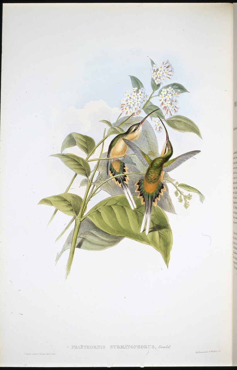 Eremita con coda a treno (Phaethornis syrmatophorus) da John (after) Gould