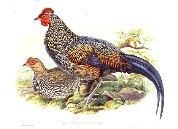 Due Fagiani Asiatici (Gallus Sonneratii) incisi dall