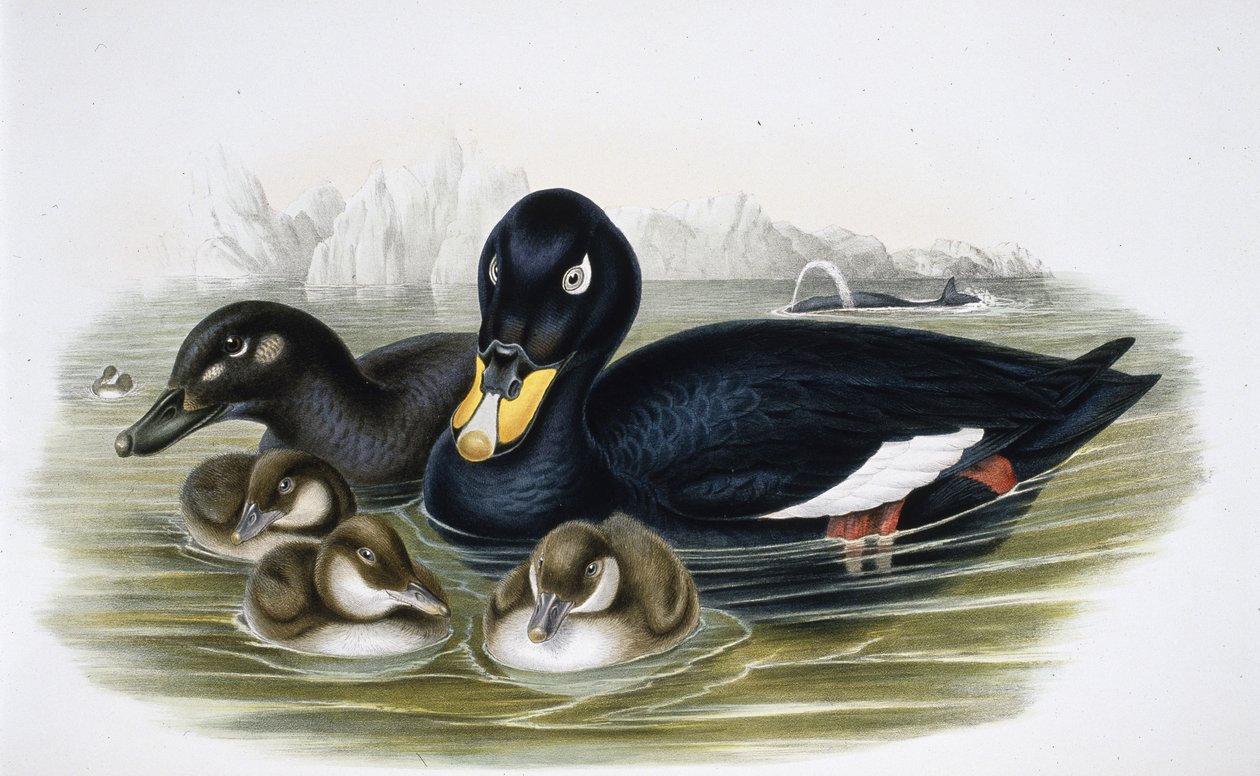 Orchetto marino (Oidemla fusca) da John (after) Gould