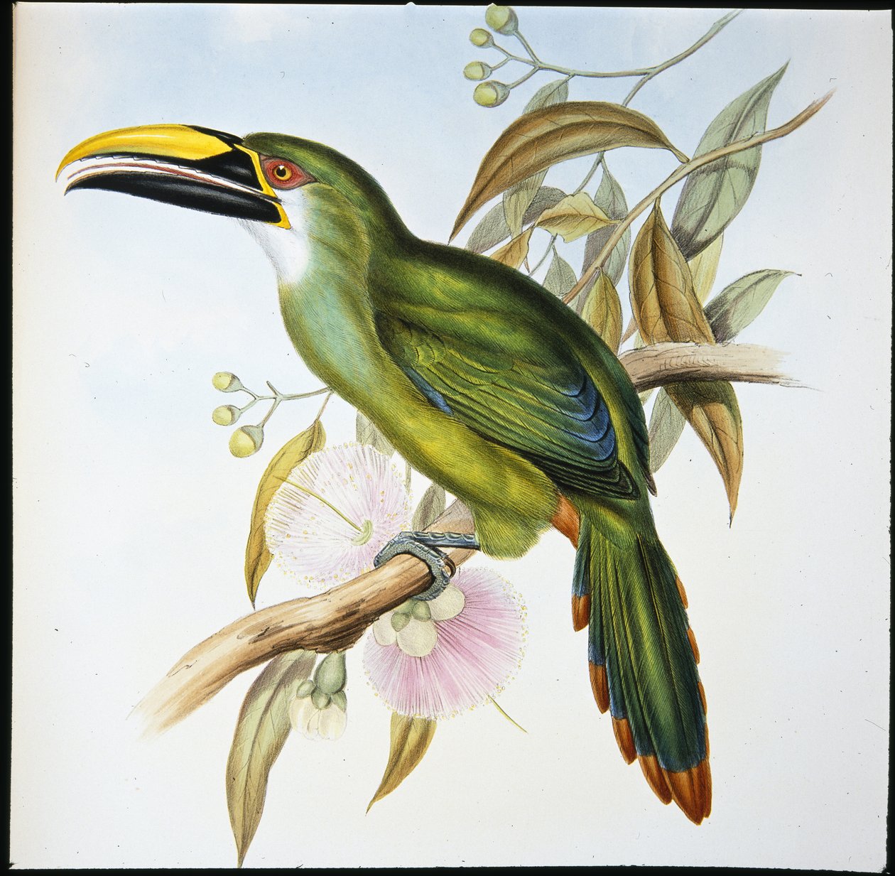 Becco scanalato di Wagler (Aulacoramphus Wagleri) da John (after) Gould
