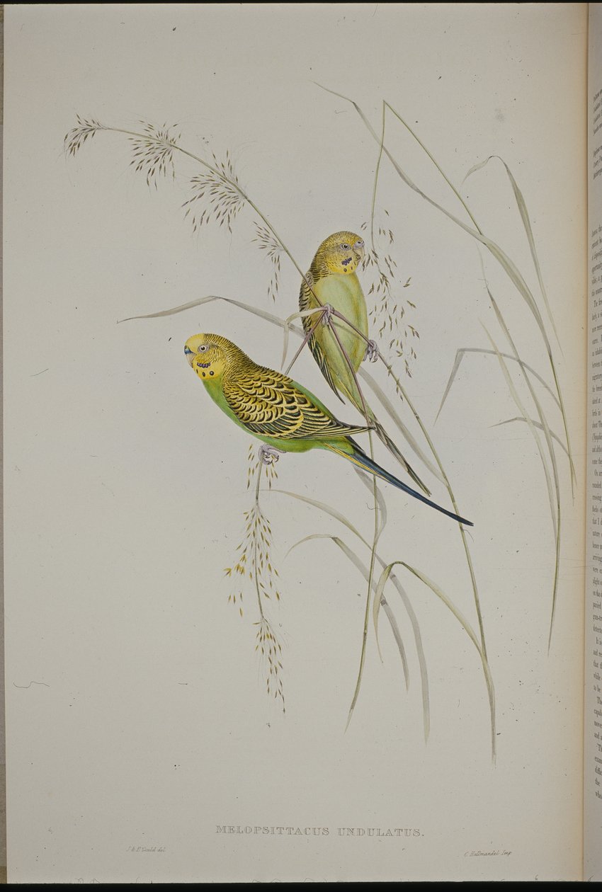 Pappagallo ondulato (Melopsittacus Undulatus) da John (after) Gould