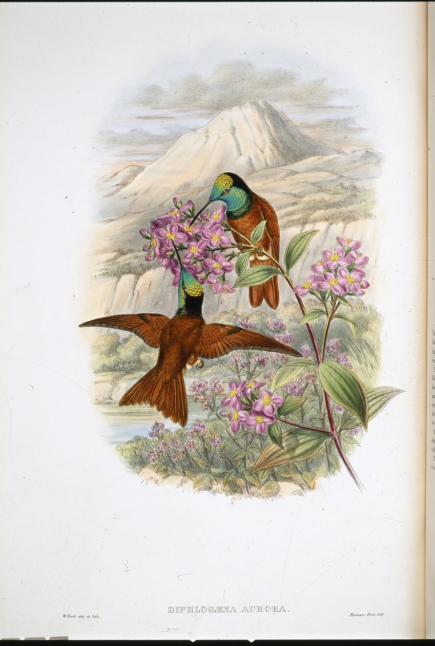 Colibrì arcobaleno di Warszewicz (Diphlogaena Aurora) da John (after) Gould