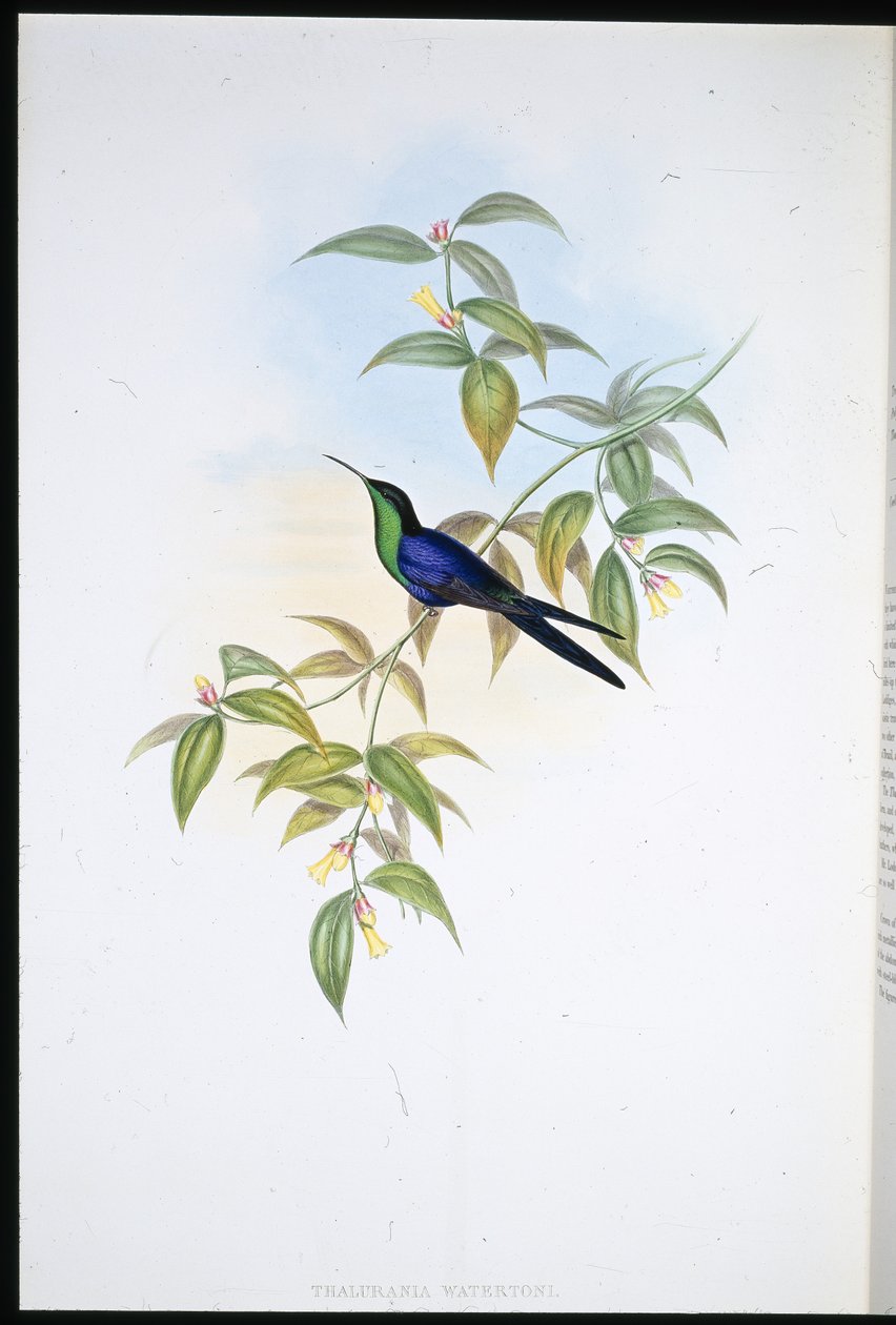 Ninfa dei boschi di Waterton (Thalurania Watertoni) da John (after) Gould