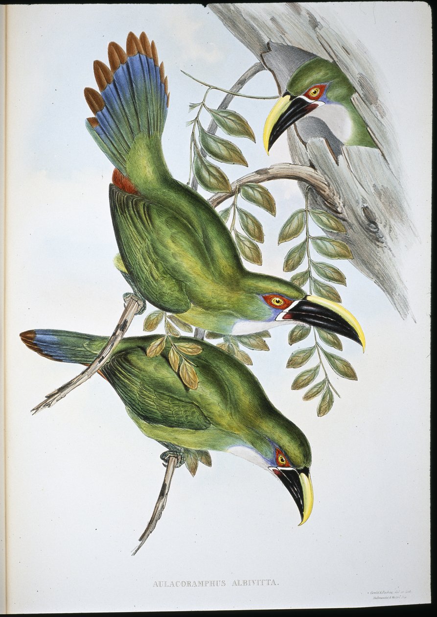 Tucano dal becco scanalato con banda bianca (Aulacoramphus Albivitta) da John (after) Gould