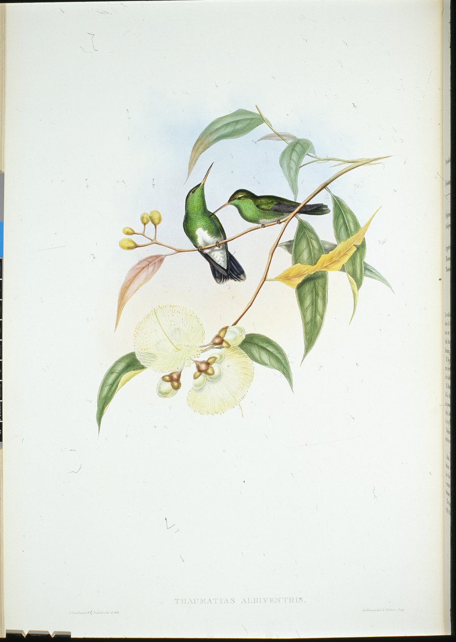 Smeraldo dal ventre bianco da John (after) Gould