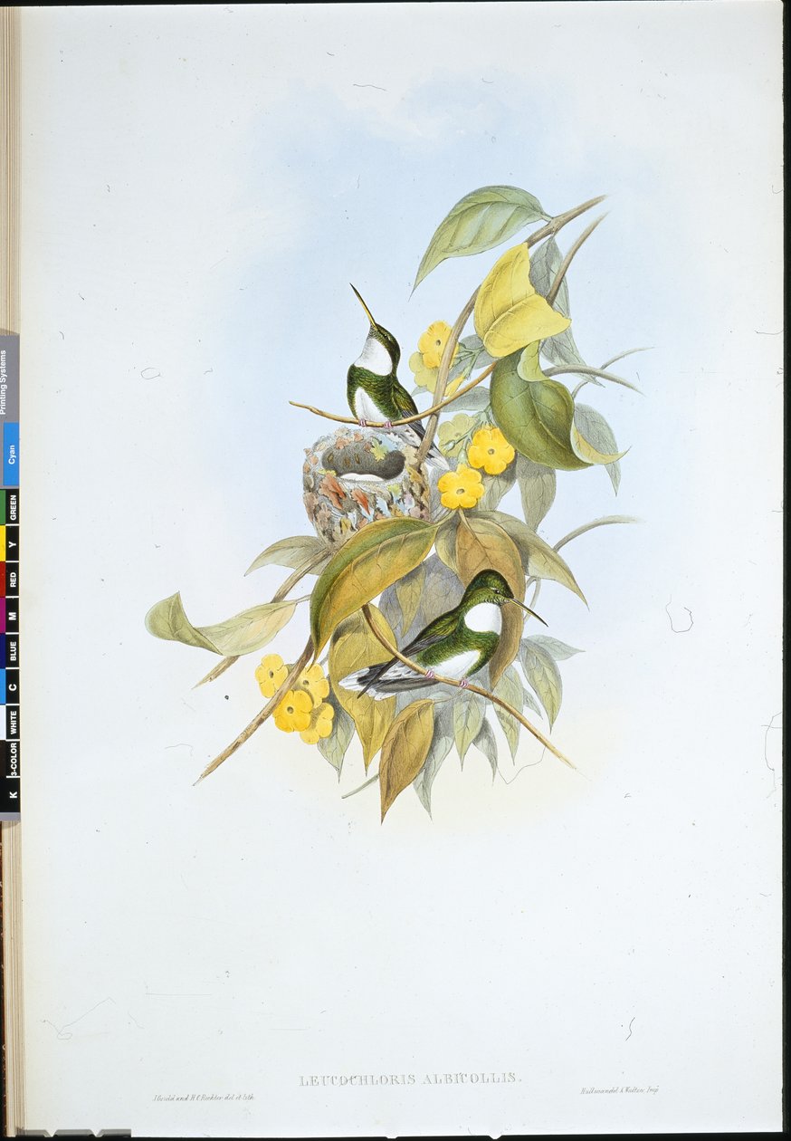 Gola bianca (Leucochloris Albicollis) da John (after) Gould