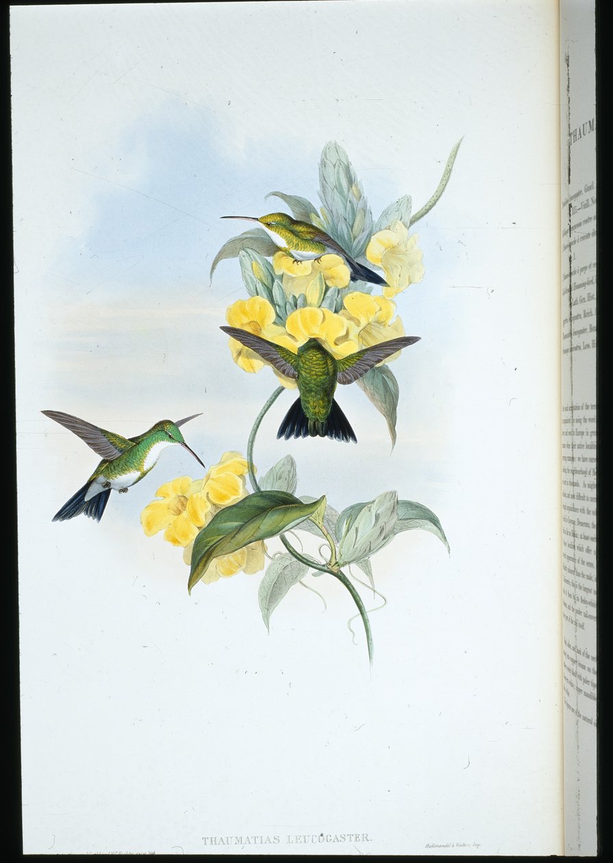 Smeraldo dalla gola bianca (Thaumatias Leucogaster) da John (after) Gould
