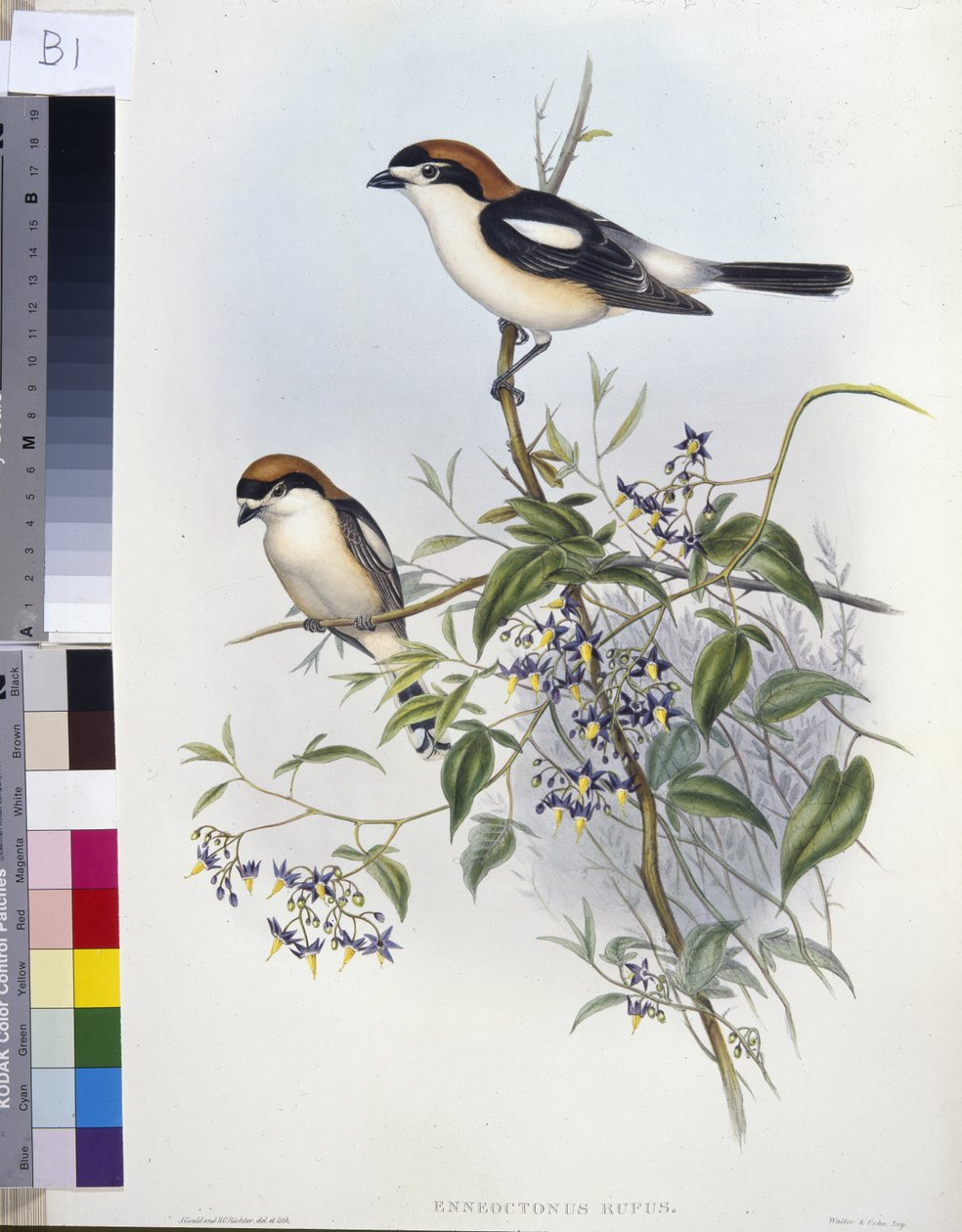 Averla capirossa (Enneoctonus Rufus) da John (after) Gould