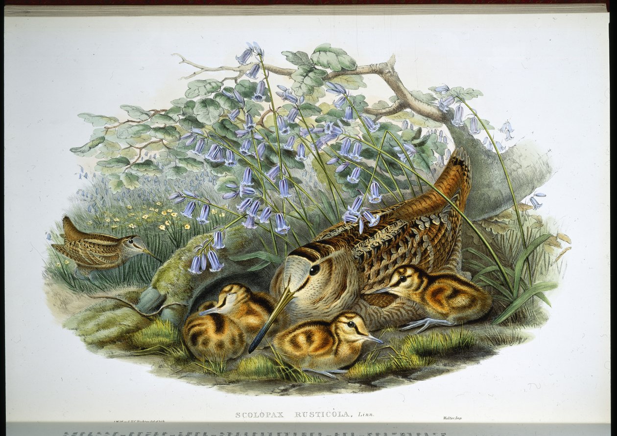 Beccaccia (Scolopax Rusticola) da John (after) Gould