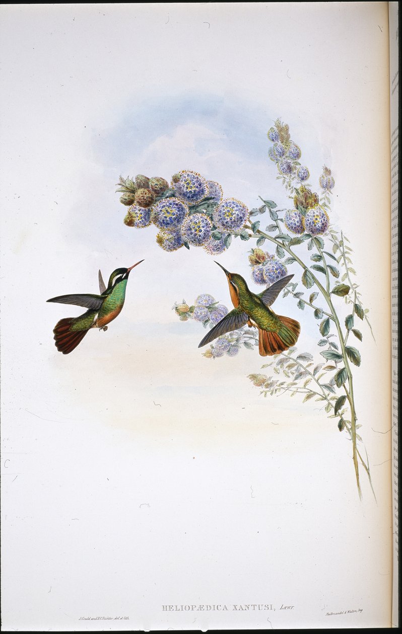 Colibrì di Xantus (Heliopaedica Xantusi) da John (after) Gould