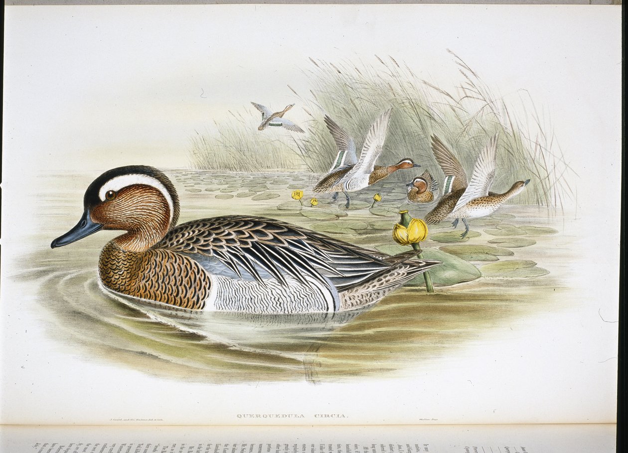 Querquedula circia da John (after) Gould