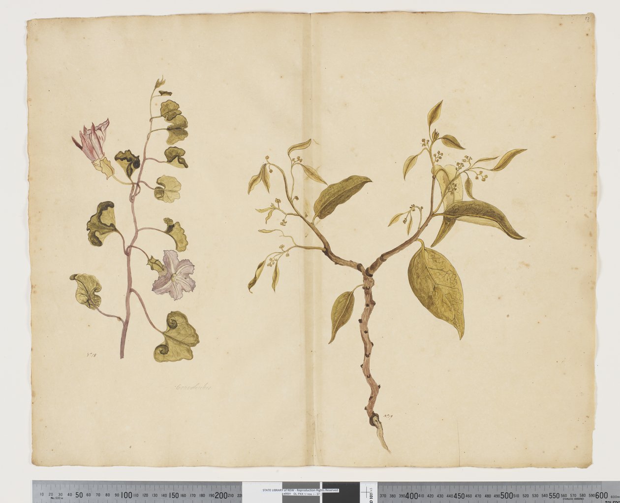 Ipomea Pes, caprae; Celtis paniculata da John (attr. to) Doody