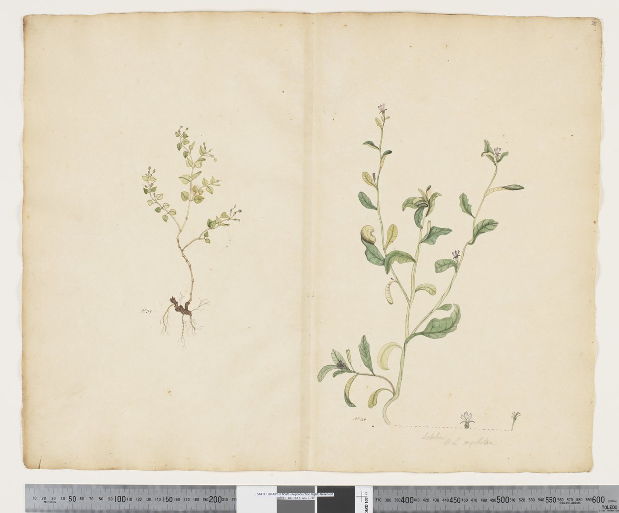 Euphorbia sparrmannii; Lobelia alata da John (attr. to) Doody